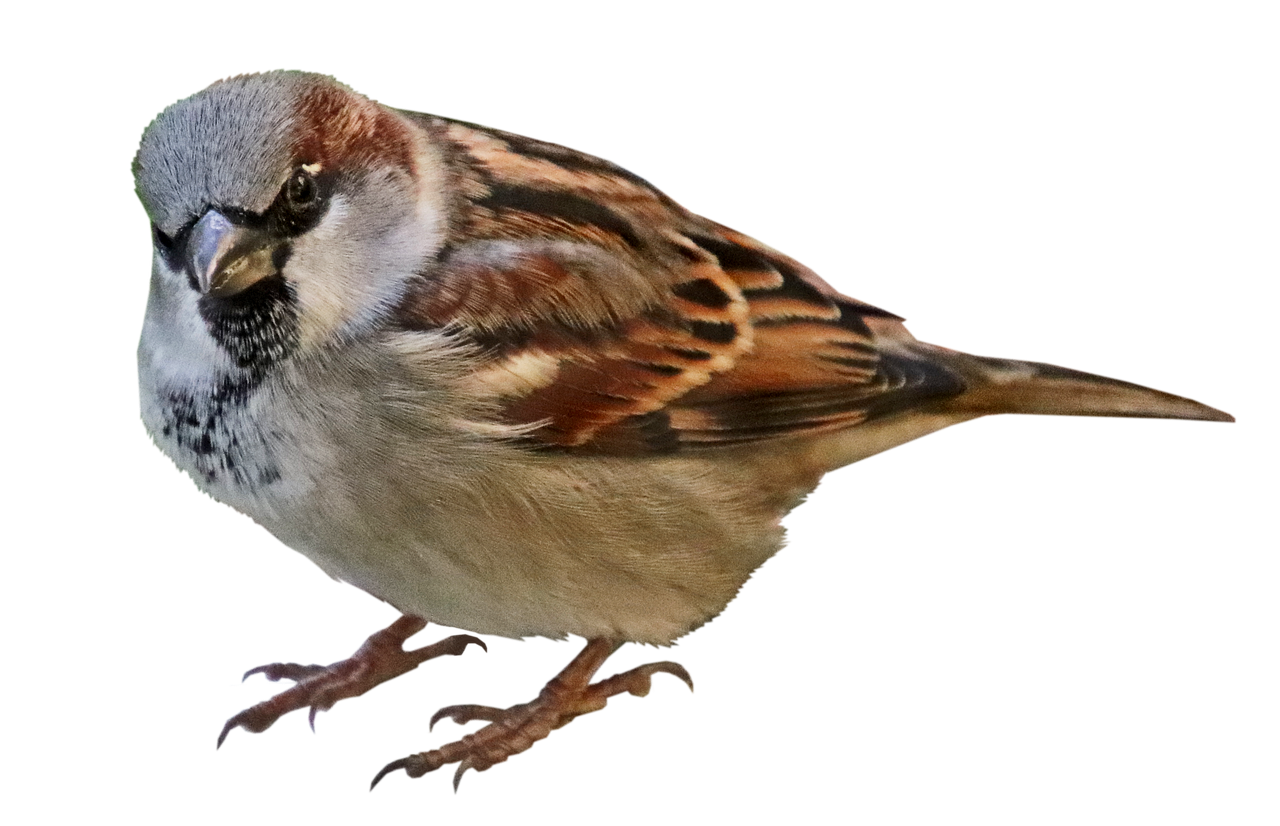 Download PNG image - House Sparrow PNG Picture 