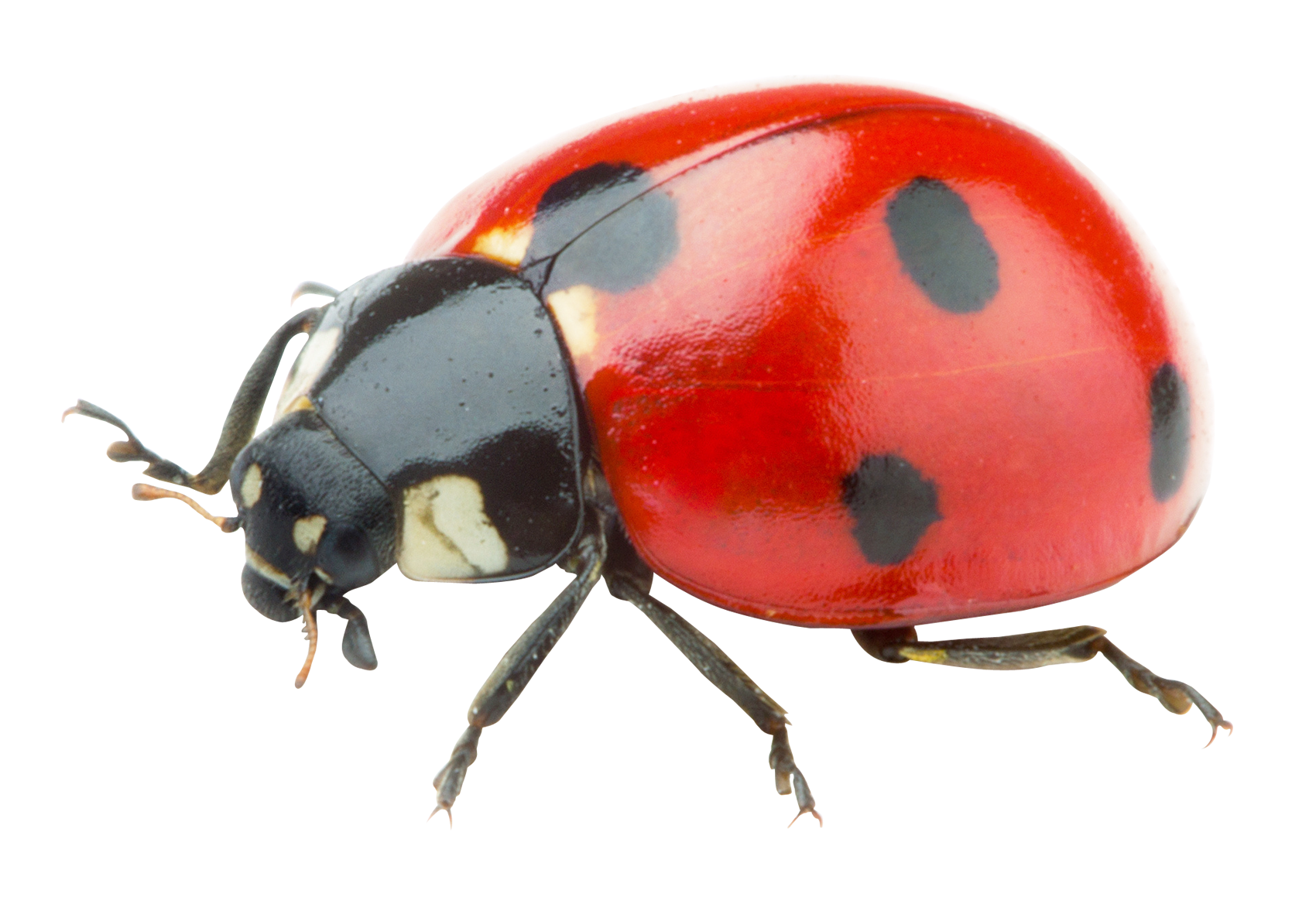 Download PNG image - Ladybug Insect PNG Photos 