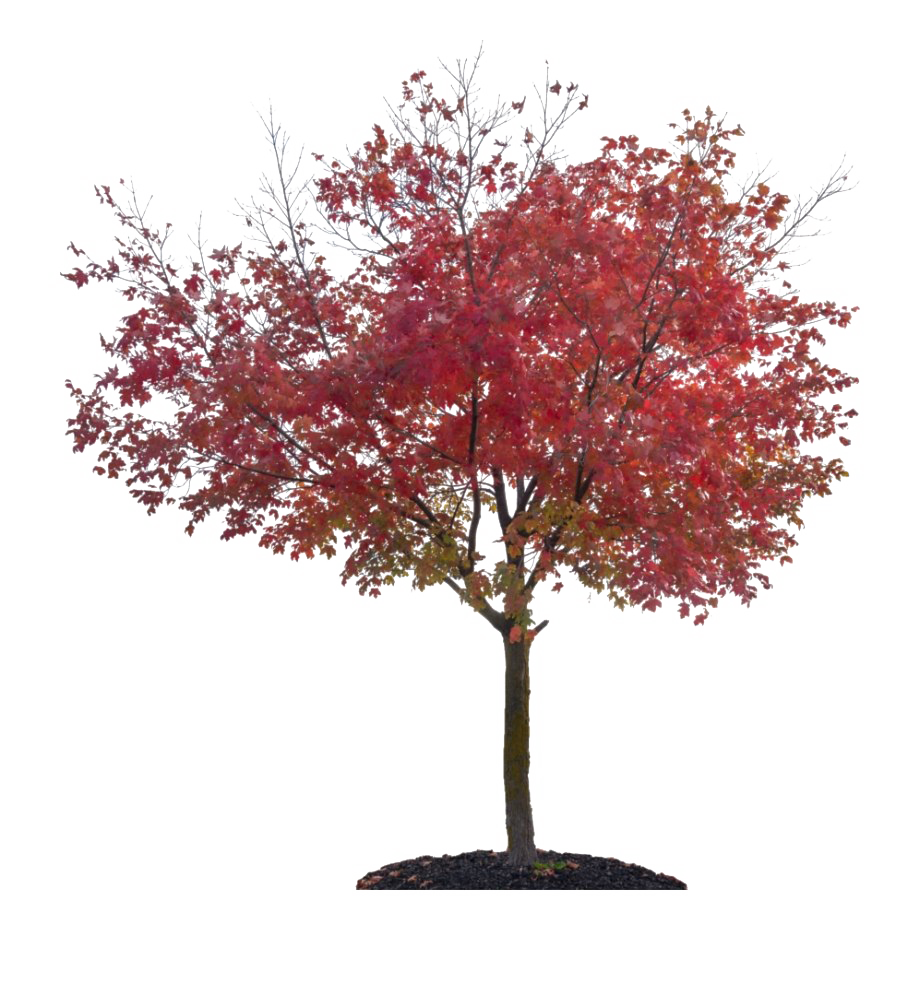 Download PNG image - Nature Autumn Fall Tree PNG File 