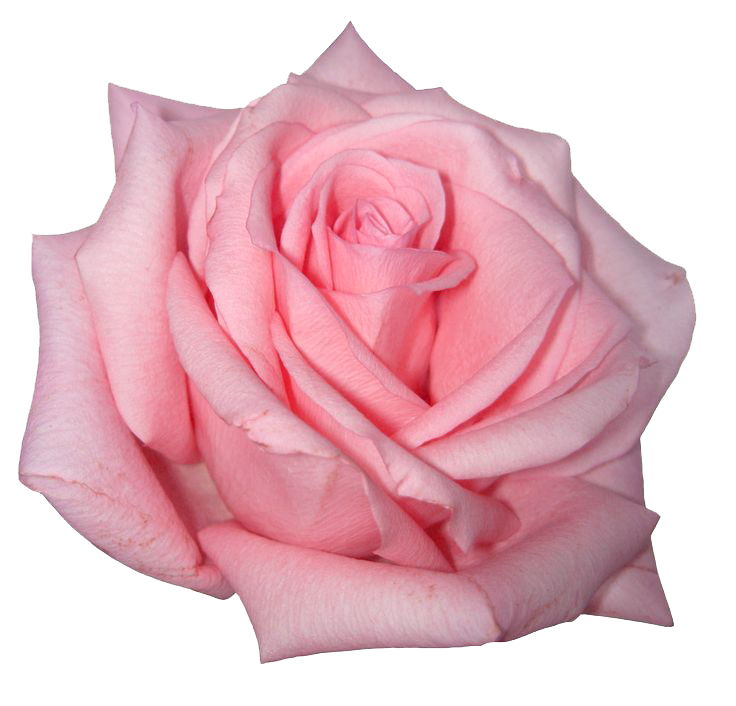 Download PNG image - Pink Rose PNG Image 