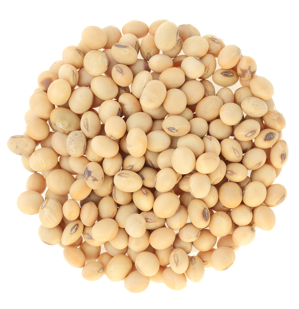 Download PNG image - Soybeans PNG 
