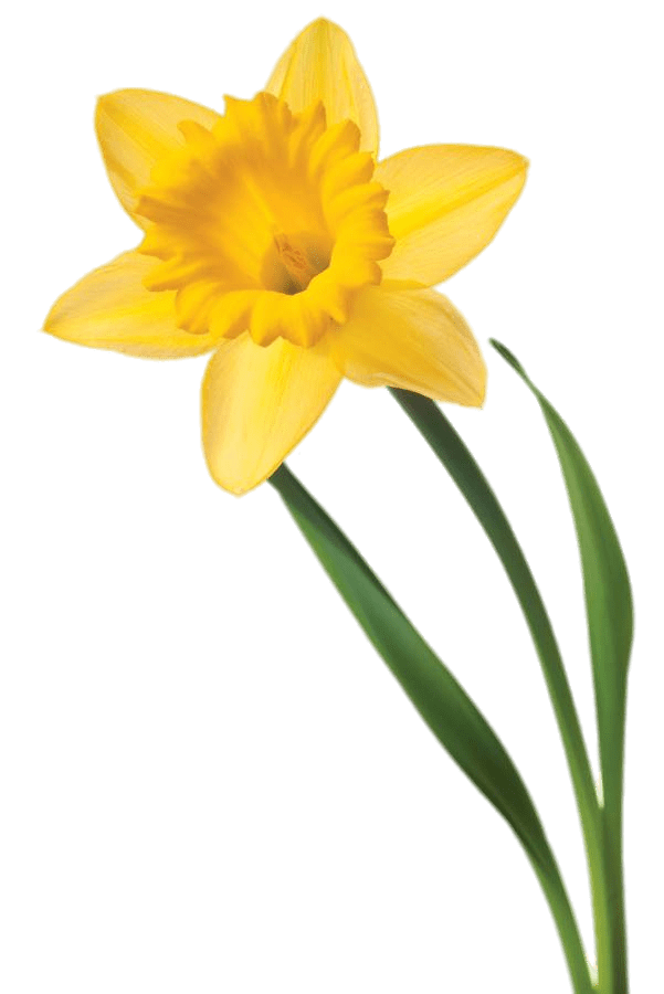 Download PNG image - Yellow Daffodil PNG Clipart 