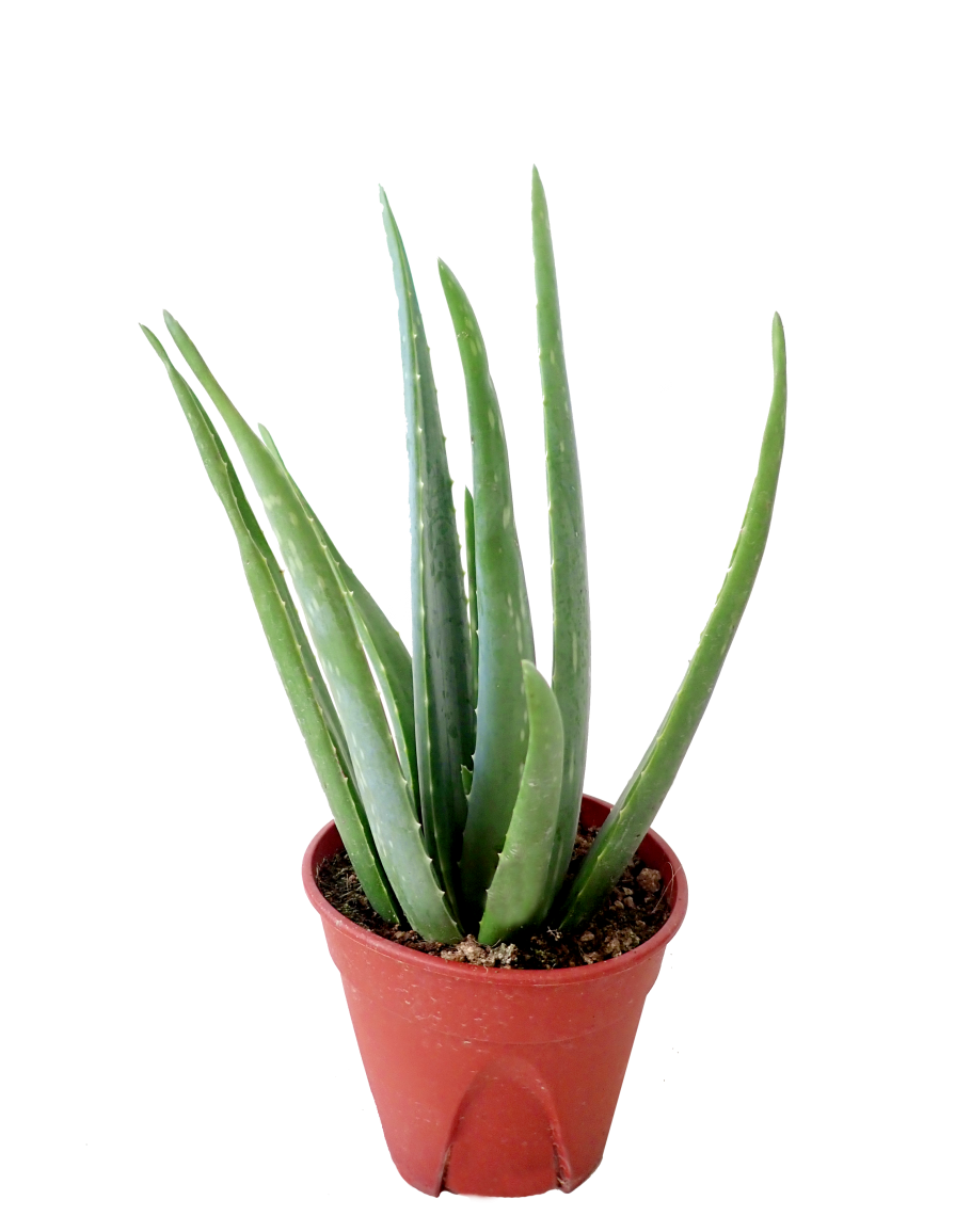 Download PNG image - Aloe Vera Potted PNG Free Download 