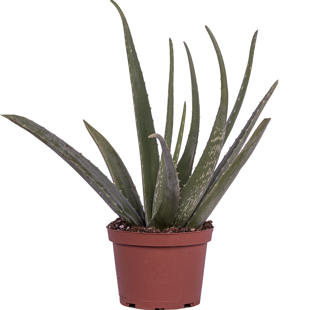 Download PNG image - Aloe Vera Potted PNG Photo 