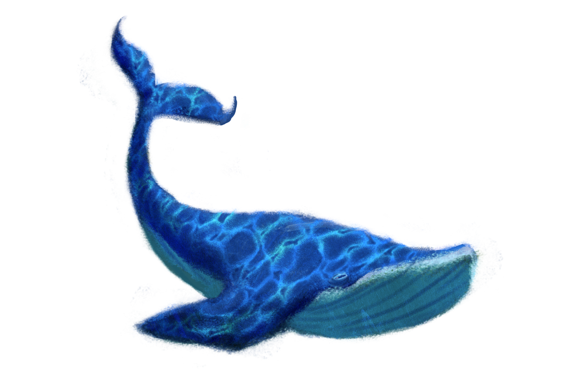 Download PNG image - Blue Whale PNG Transparent Image 