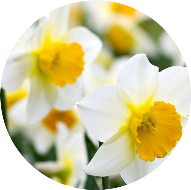 Download PNG image - Daffodil PNG 