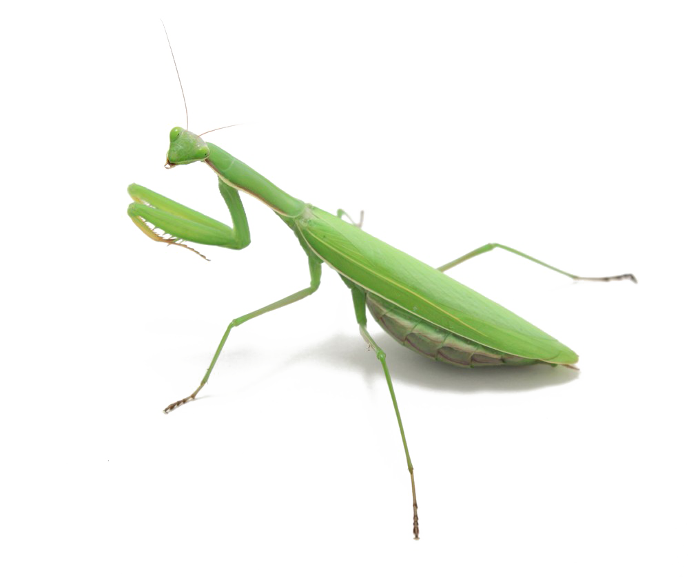 Download PNG image - European Mantis PNG Picture 