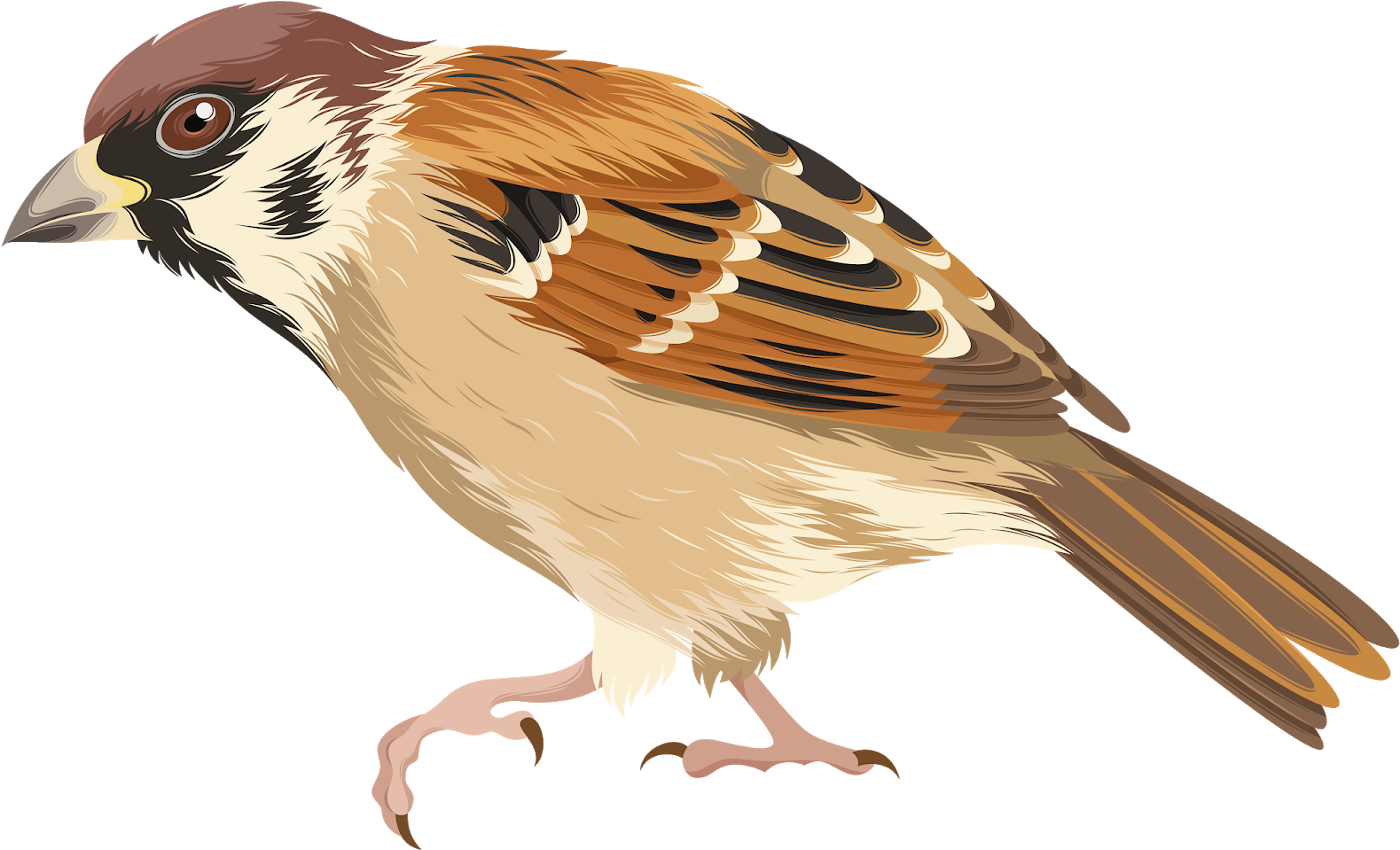 Download PNG image - House Sparrow Transparent PNG 