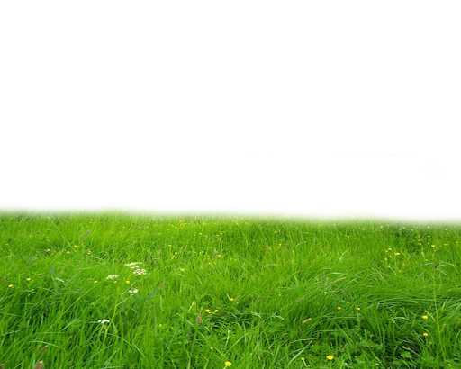 Download PNG image - Summer Green Field PNG Clipart 