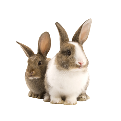 Download PNG image - Transparent Pet Bunny Rabbit PNG 