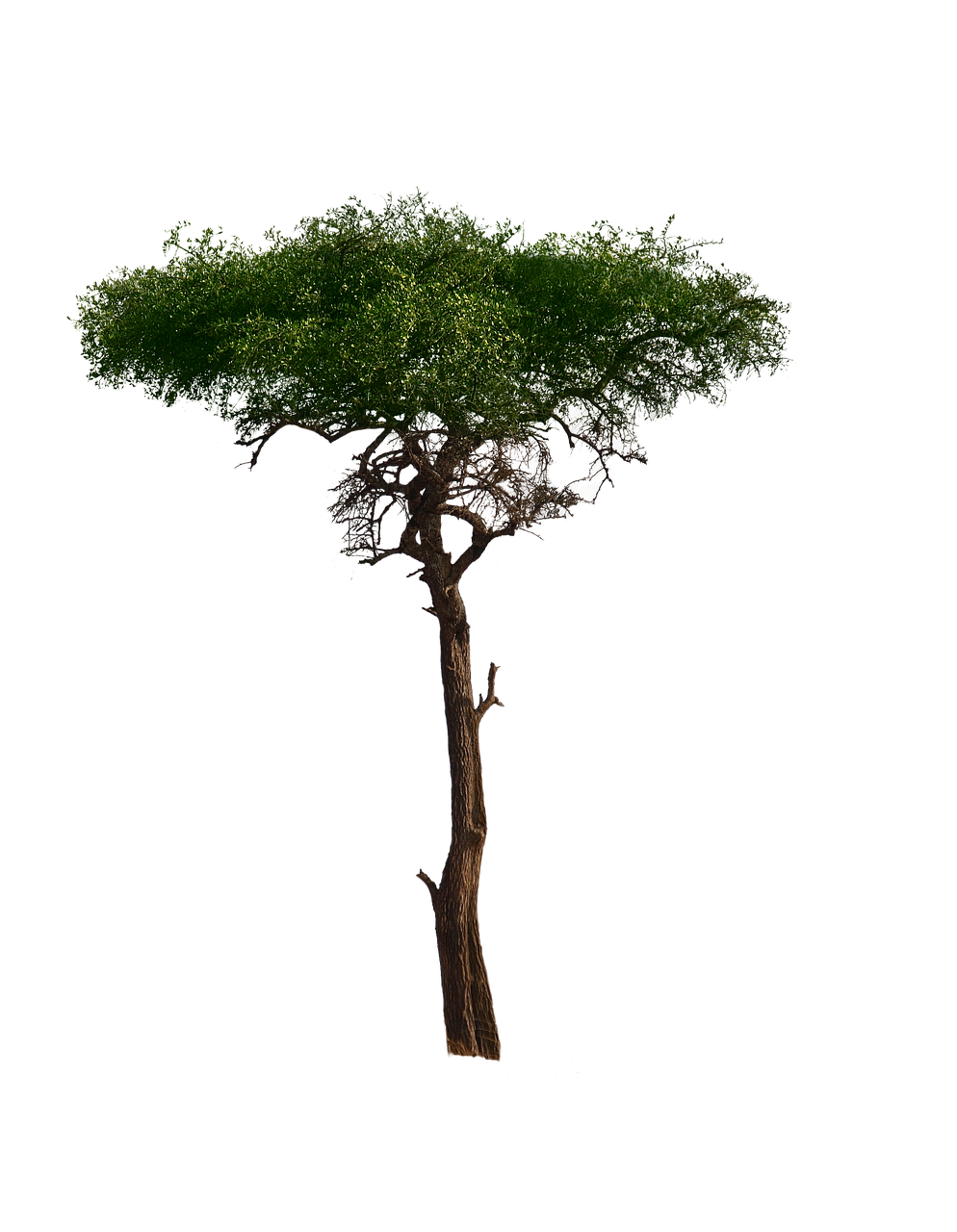 Download PNG image - African Tree PNG Pic 