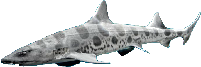 Download PNG image - Aquatic Real Shark PNG File 