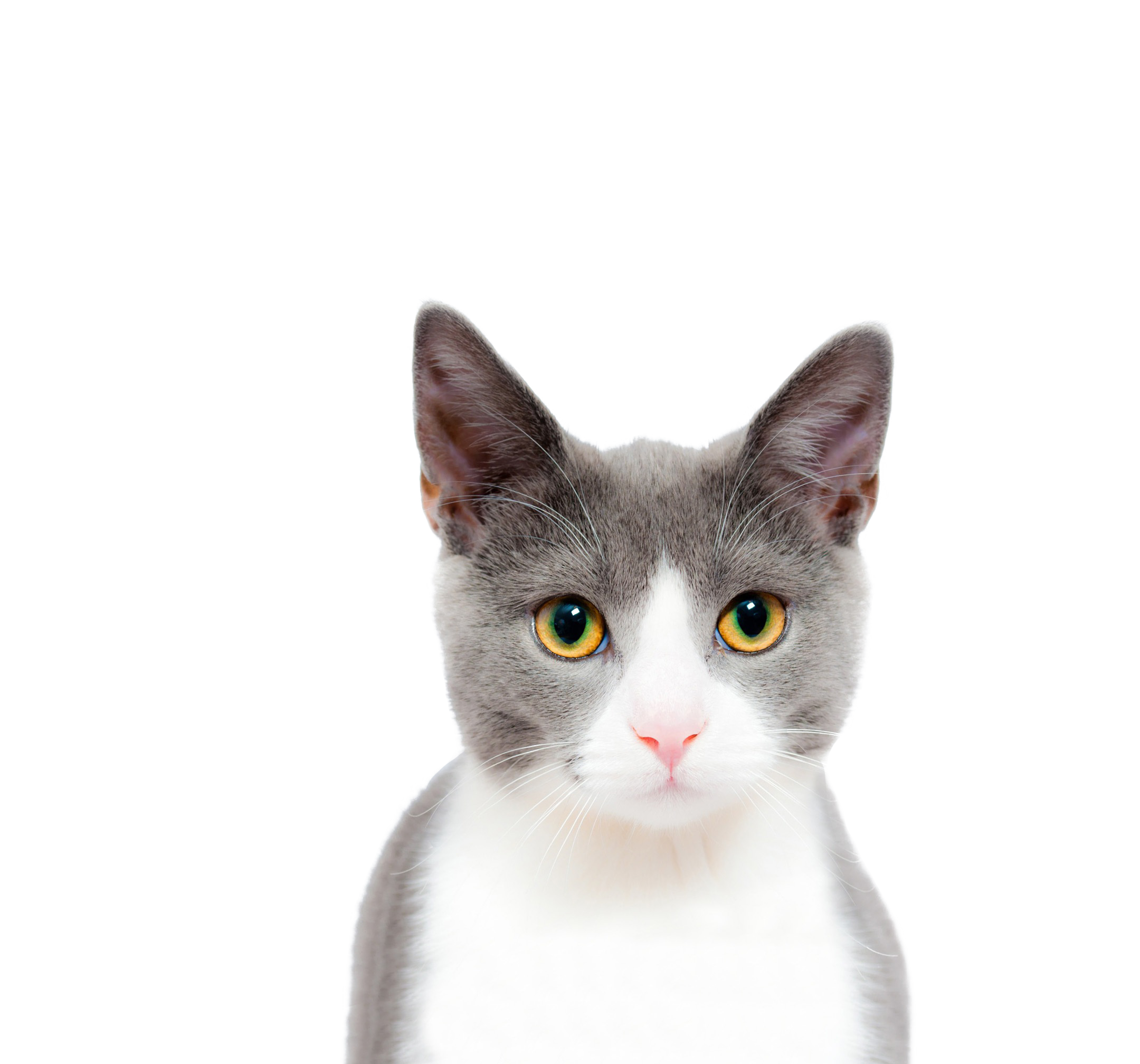 Download PNG image - Cats PNG Free Download 
