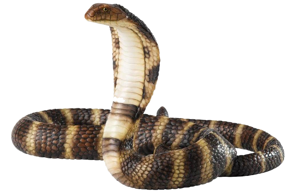 Download PNG image - Cobra Snake PNG Free Download 