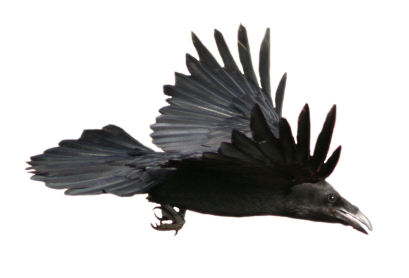 Download PNG image - Crow PNG Image 