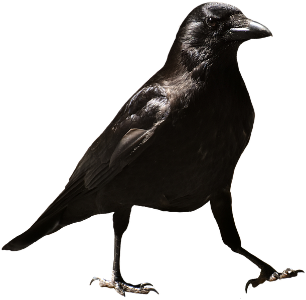 Download PNG image - Crows PNG Isolated File 