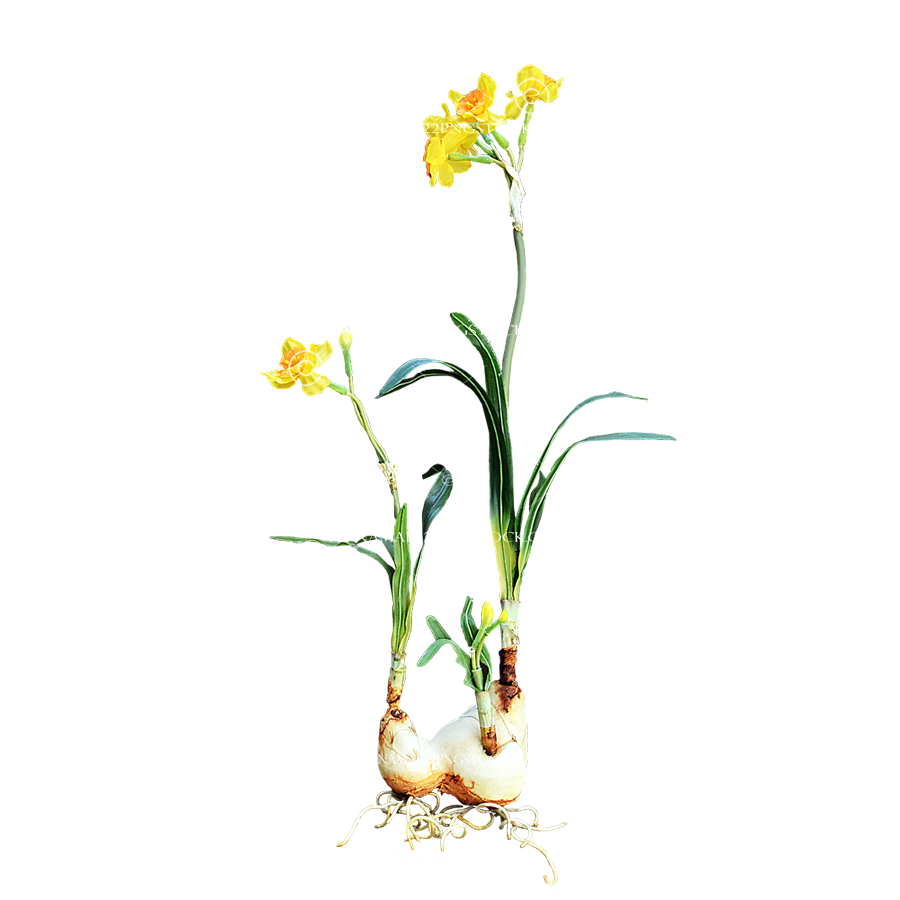 Download PNG image - Daffodil PNG Isolated Clipart 