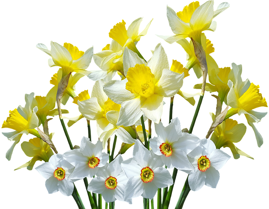 Download PNG image - Daffodil PNG Isolated HD Pictures 