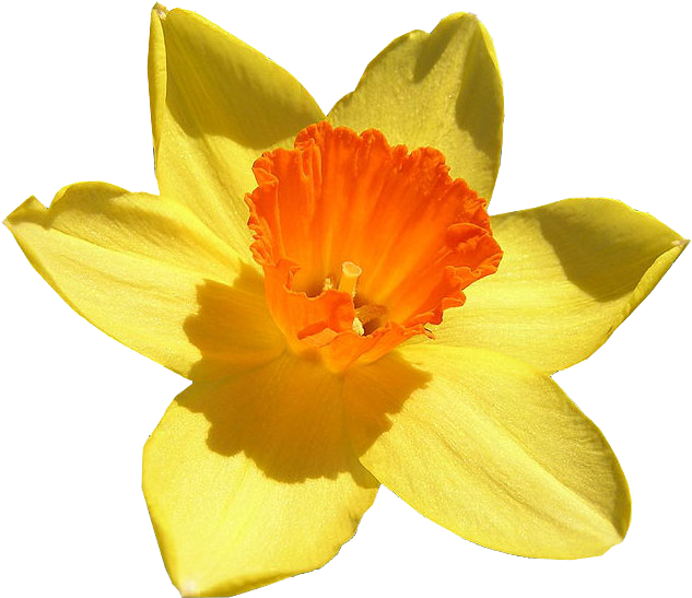 Download PNG image - Daffodil Transparent Isolated PNG 