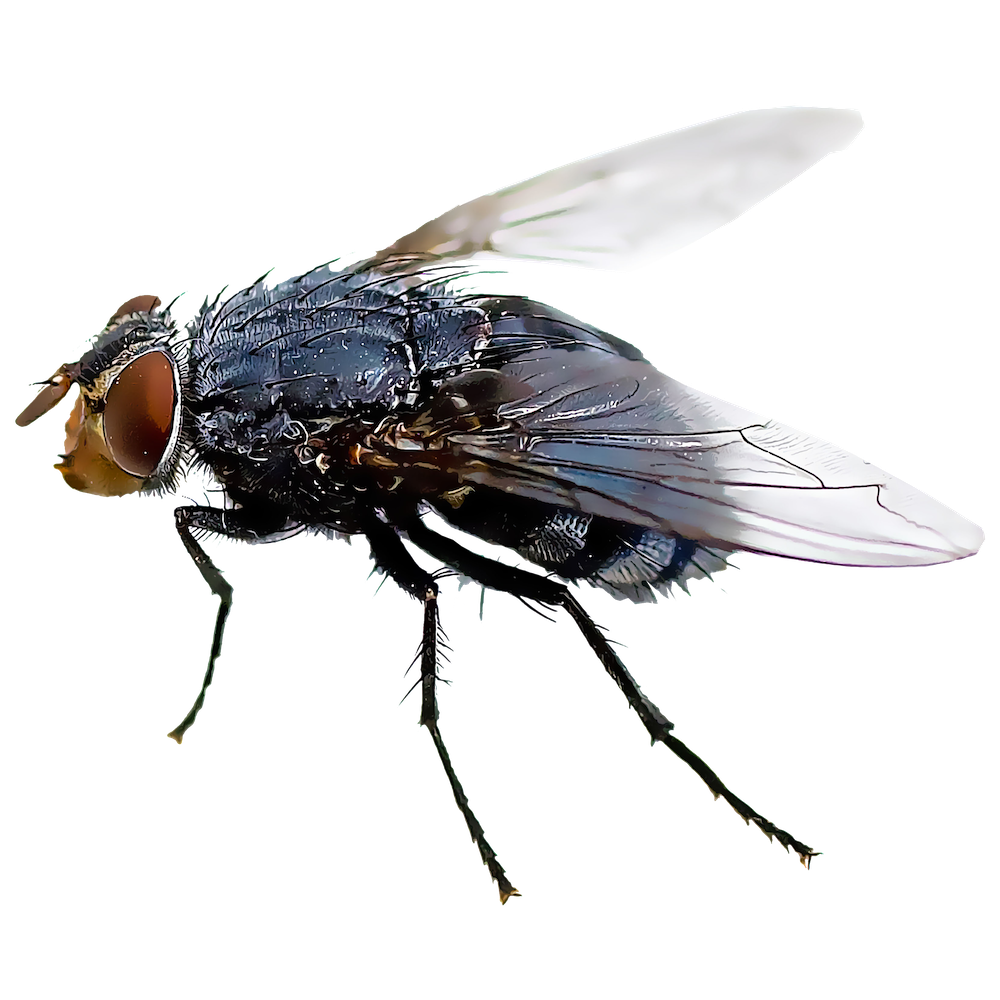 Download PNG image - Fly Insect PNG HD Isolated 
