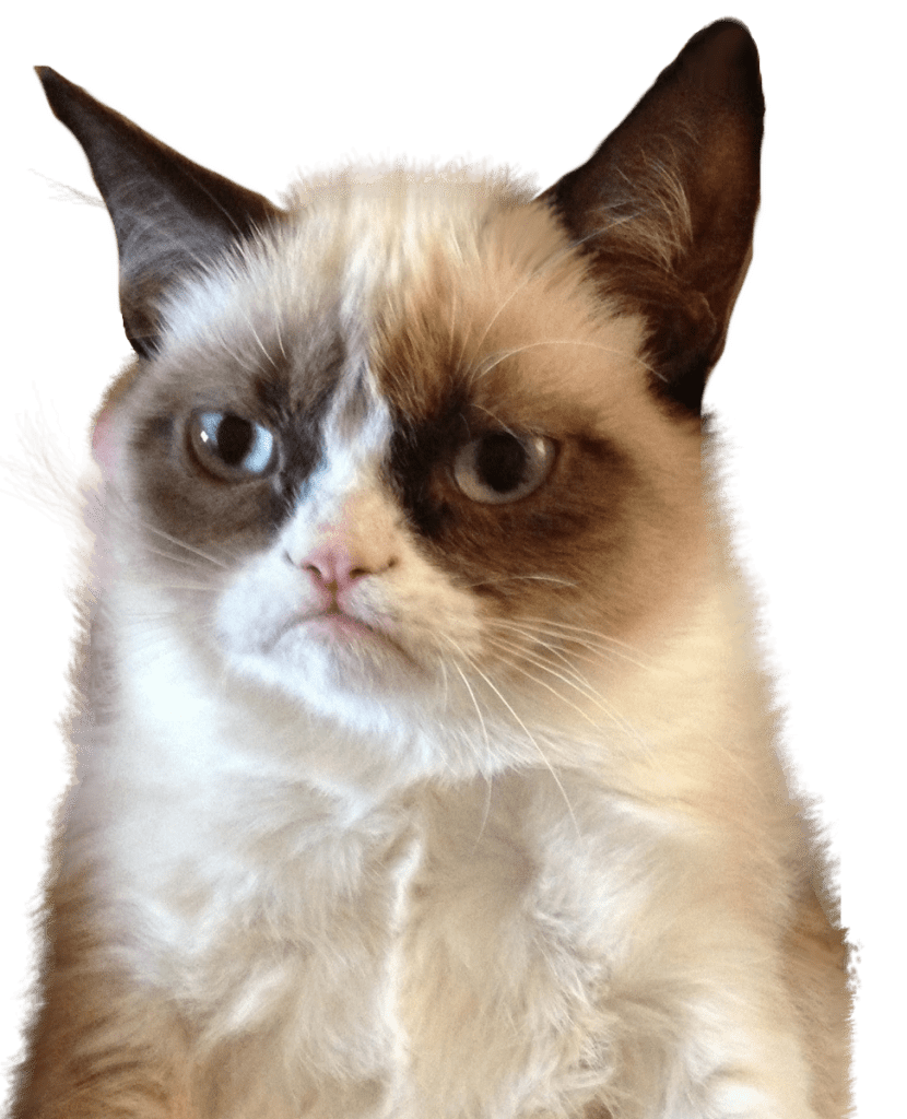 Download PNG image - Grumpy Cat PNG HD 