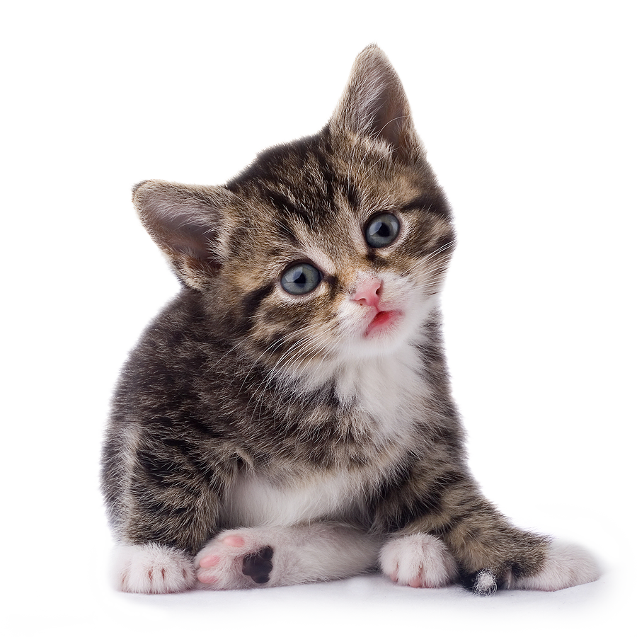 Download PNG image - Kitten PNG Transparent Image 