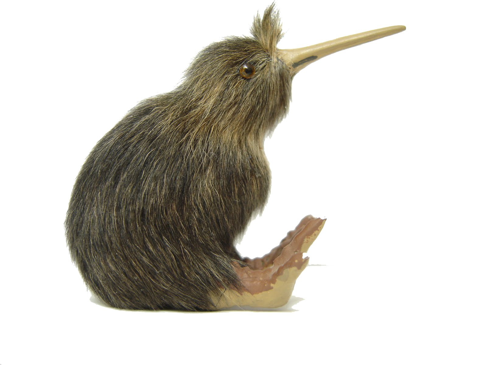 Download PNG image - Kiwi Bird PNG File 