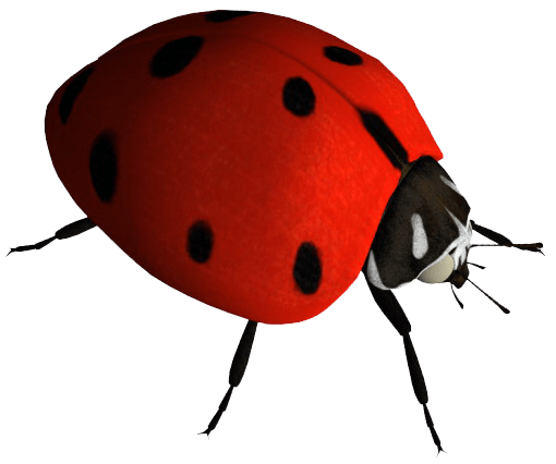 Download PNG image - Ladybug Insect PNG Image 
