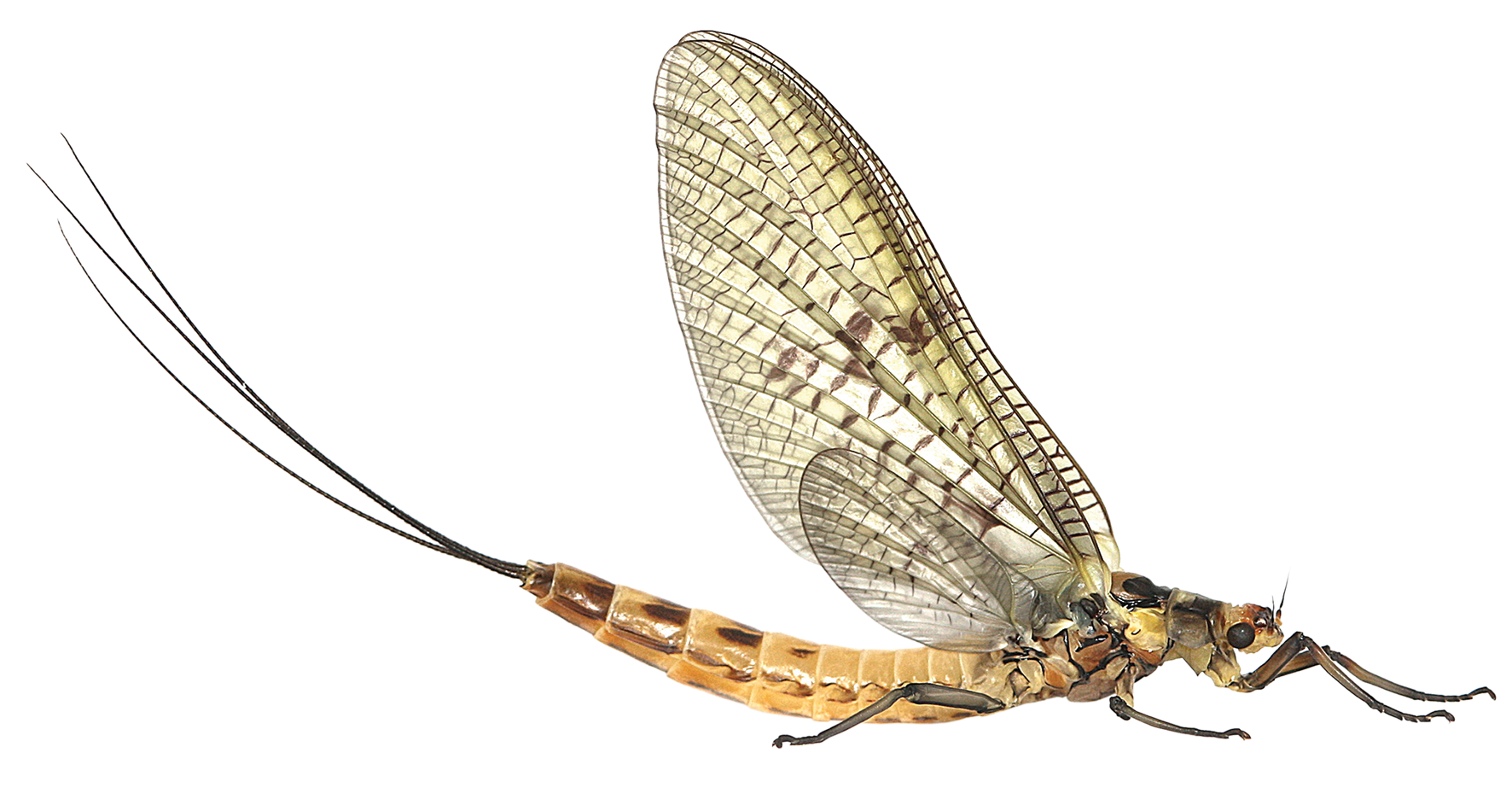 Download PNG image - Mayfly PNG Clipart 