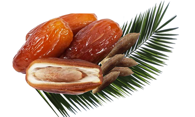 Download PNG image - Palm fruit PNG Pic 
