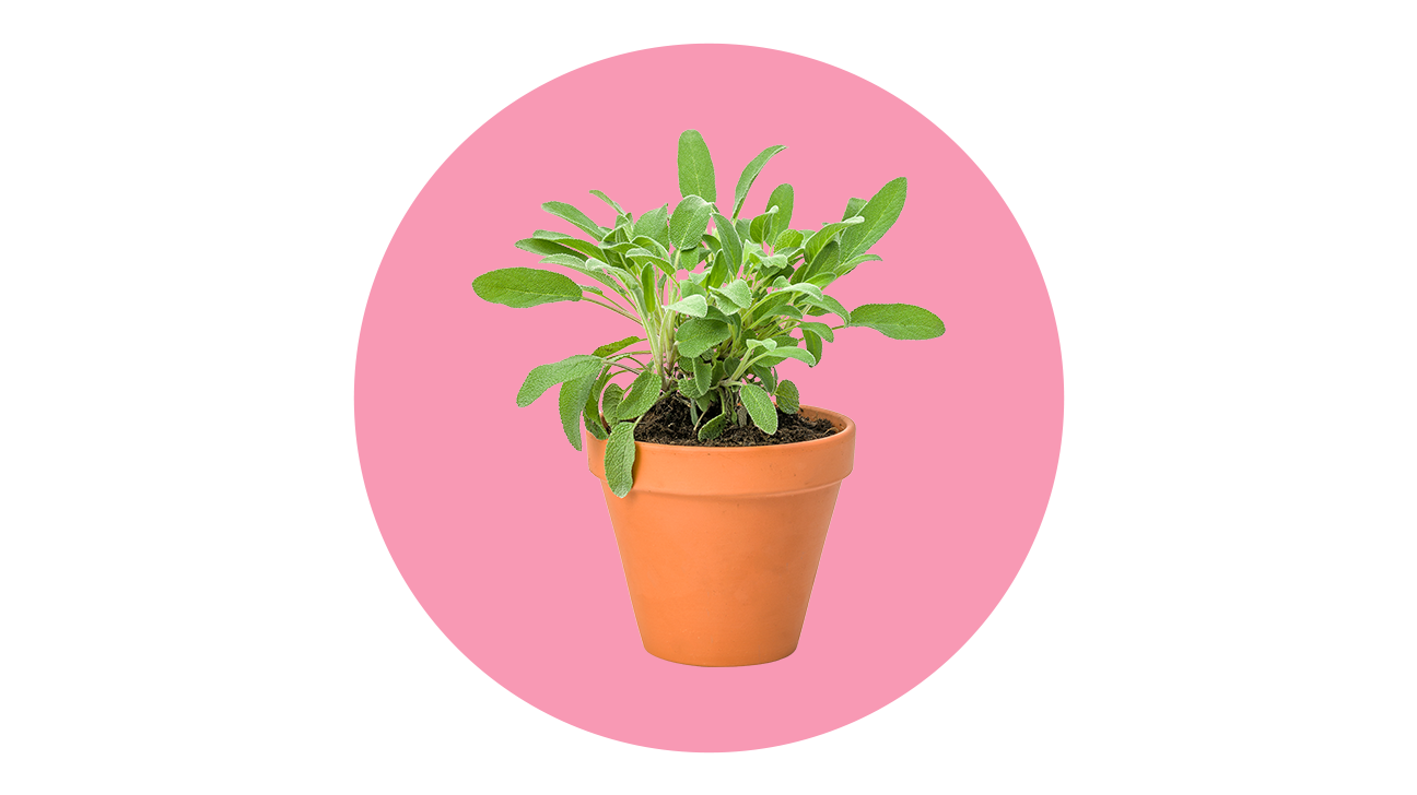 Download PNG image - Plant Mom Aesthetics Theme PNG Photos 