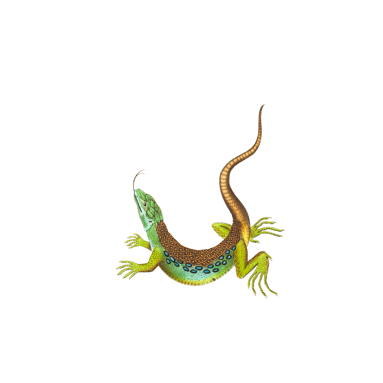 Download PNG image - Reptile PNG Clipart 