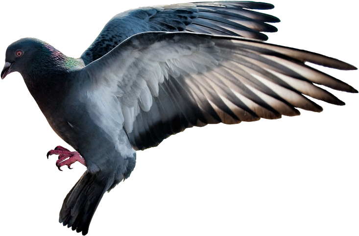 Download PNG image - Rock Dove PNG 