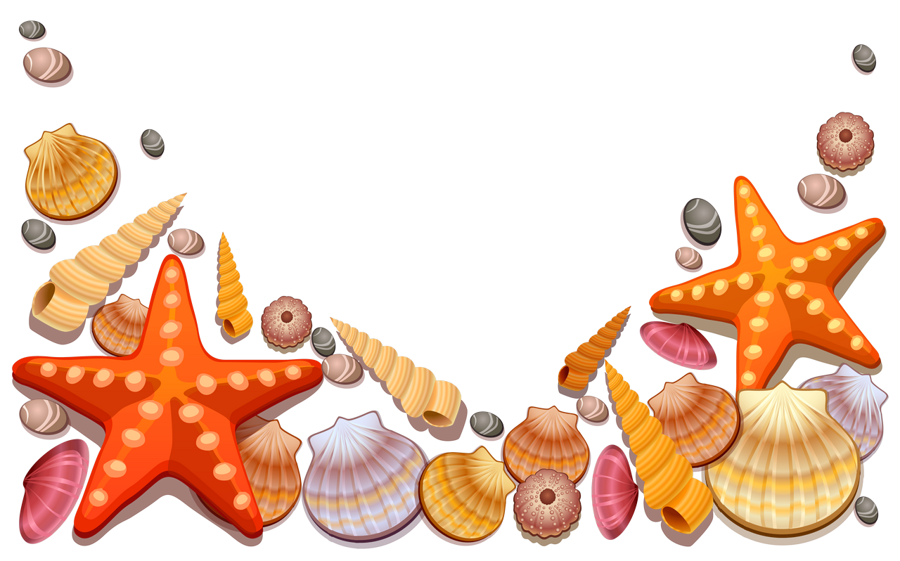 Download PNG image - Seashell PNG Isolated Transparent HD Photo 