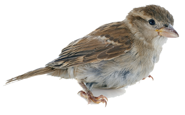 Download PNG image - Sparrow PNG HD 