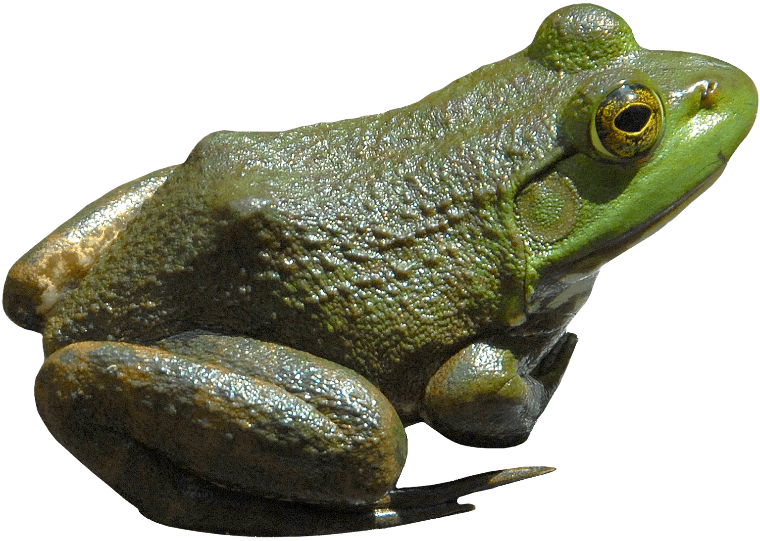 Download PNG image - Toads PNG Isolated Pic 