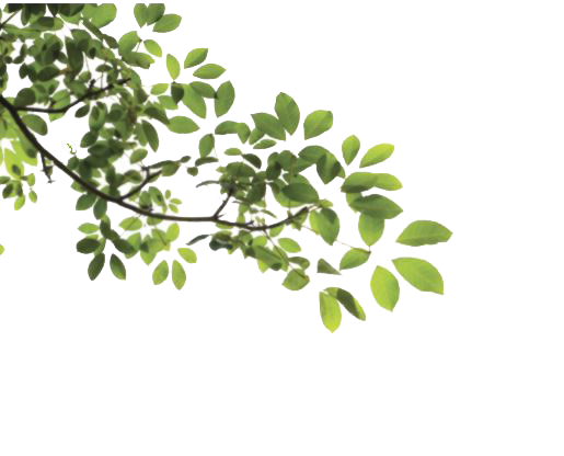 Download PNG image - Tree Leaves 