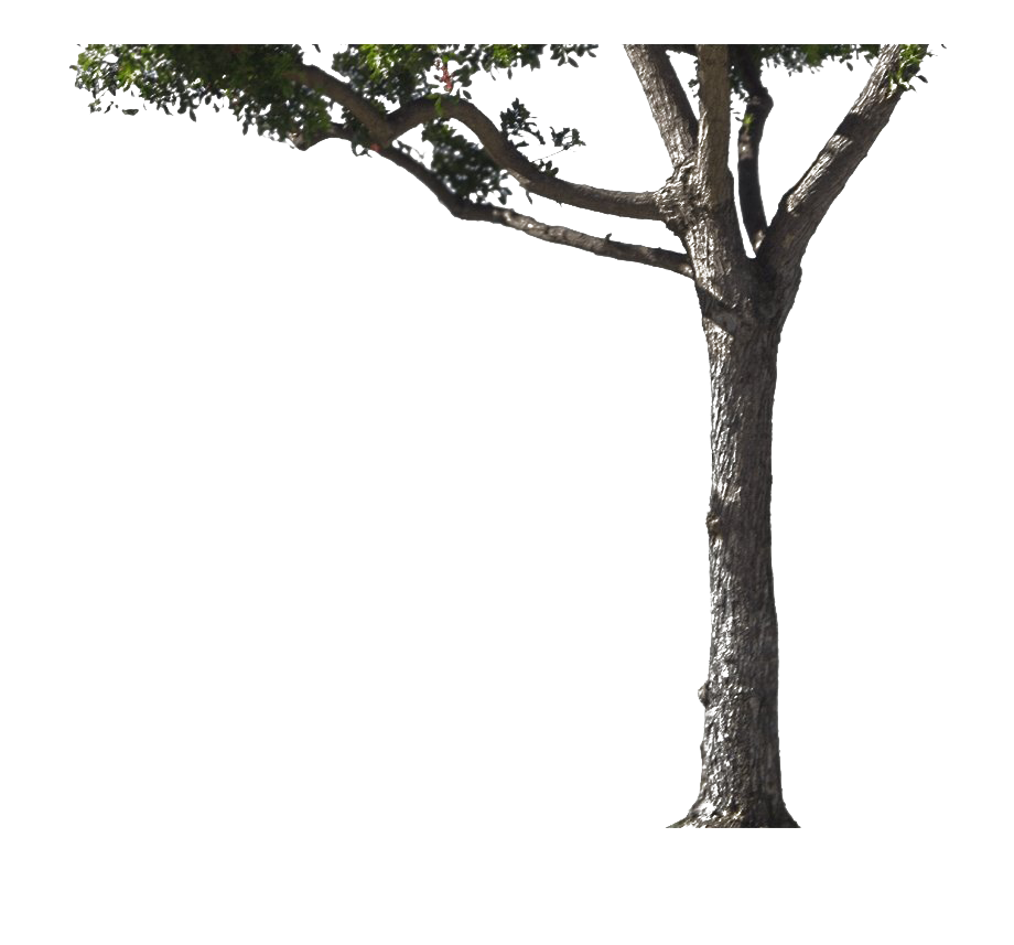 Download PNG image - Tree Trunk PNG Transparent Image 