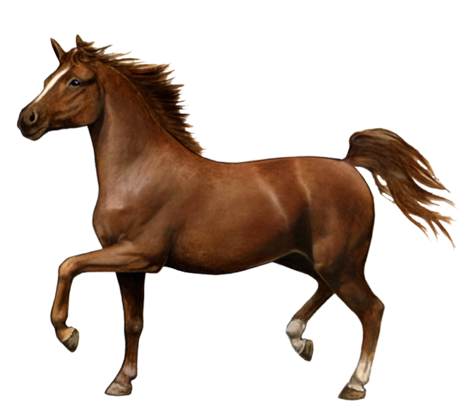 Download PNG image - War Horse PNG HD Isolated 
