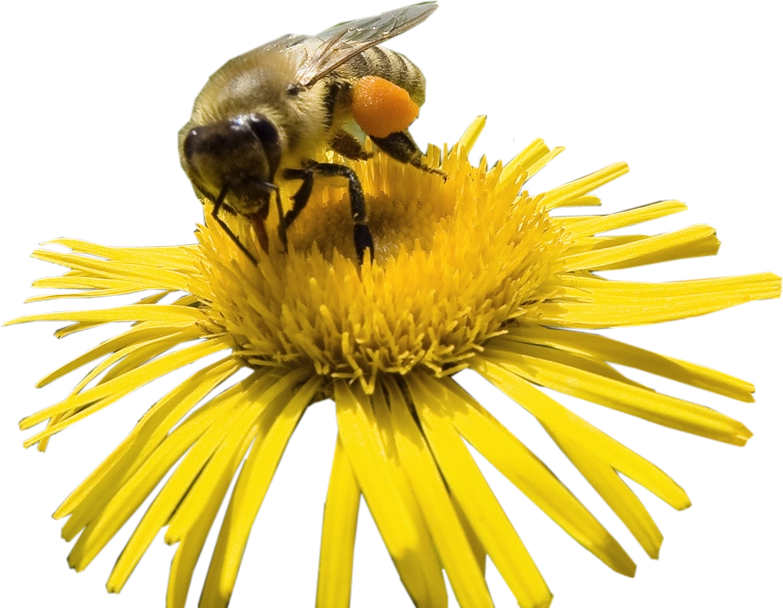 Download PNG image - Yellow Honey Bee PNG File 