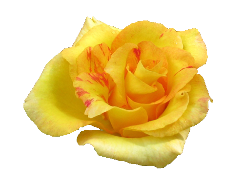 Download PNG image - Yellow Rose PNG Pic 