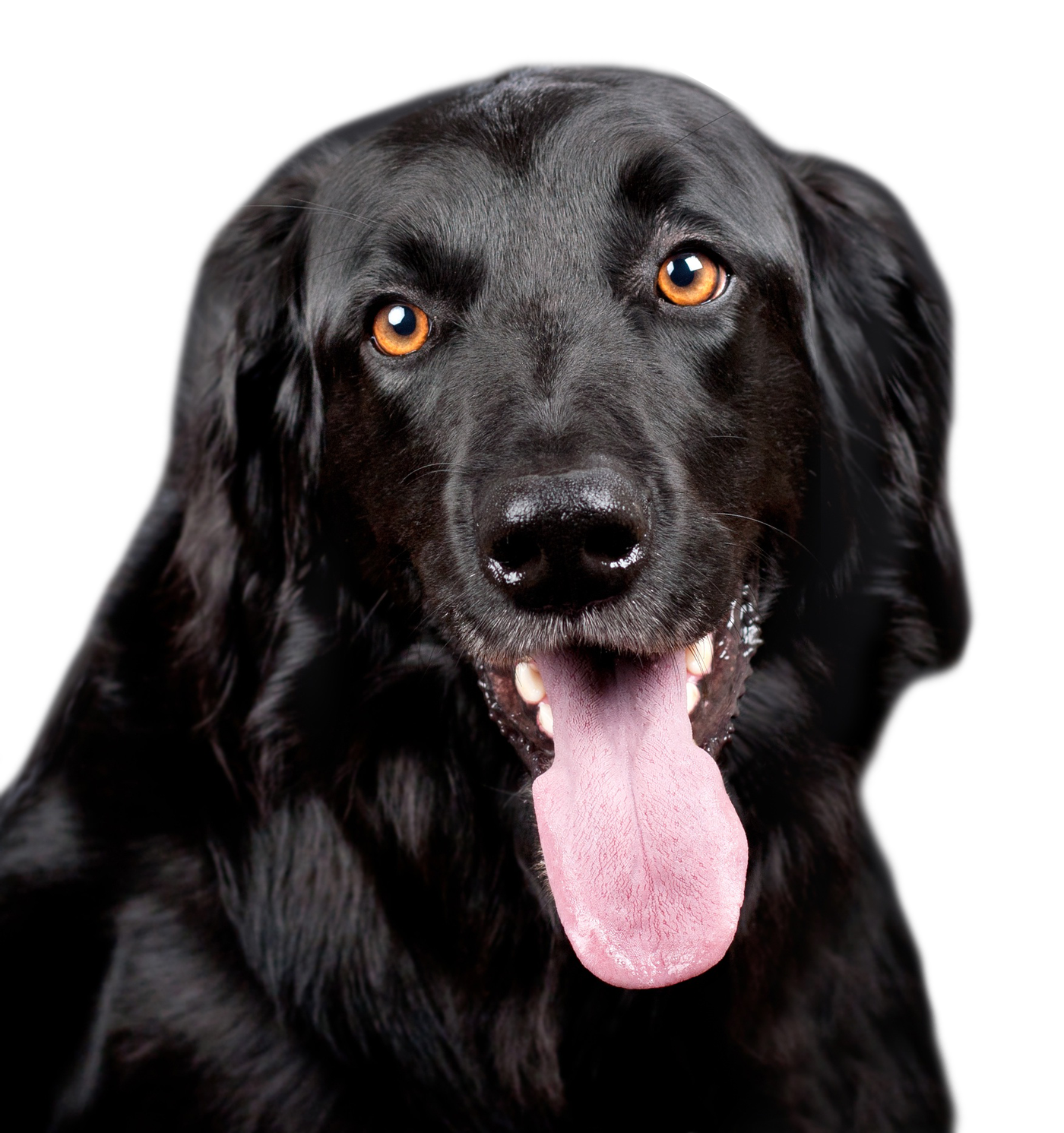 Download PNG image - Black Dog Tongue Out PNG 