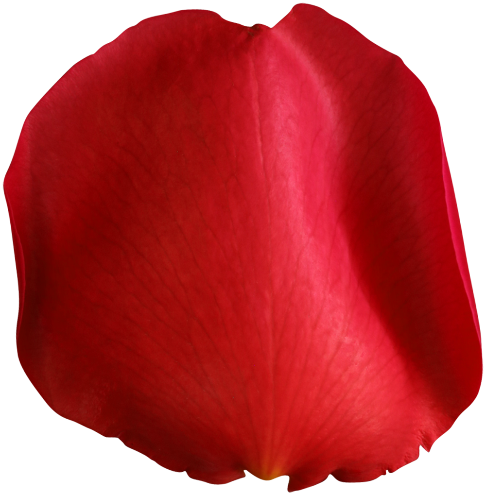 Download PNG image - Flower Petals Transparent PNG 