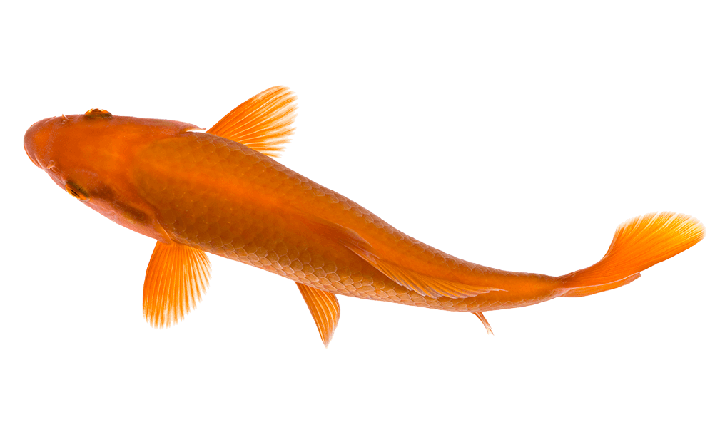 Download PNG image - Golden Koi Fish PNG HD 
