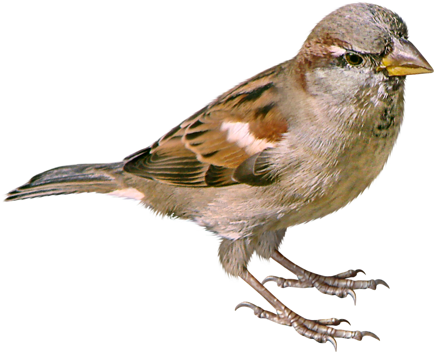 Download PNG image - House Sparrow PNG Photo 