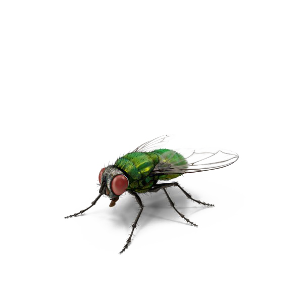 Download PNG image - Housefly PNG Isolated Pic 