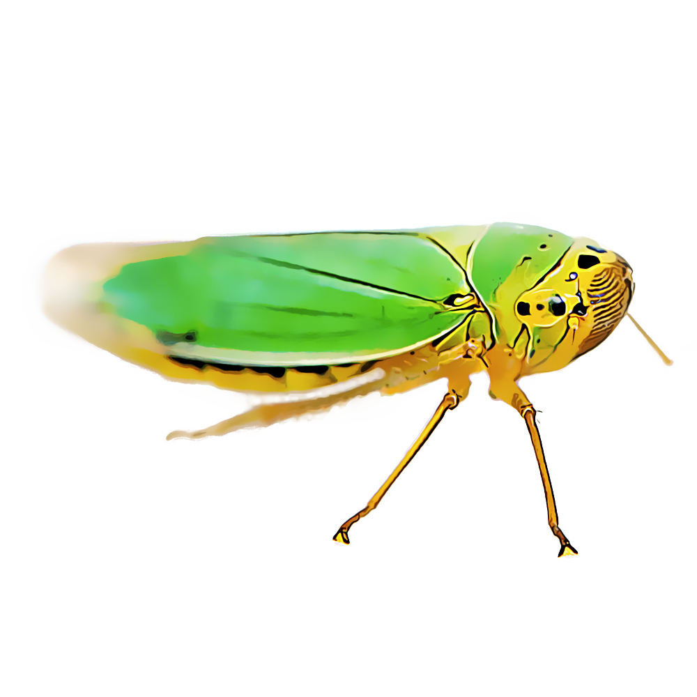 Download PNG image - Leafhoppers PNG Isolated HD 