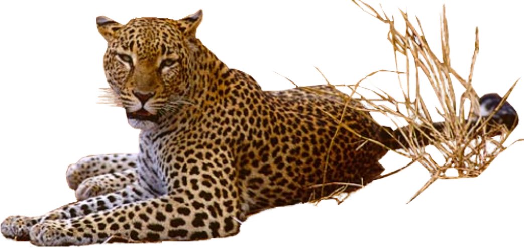 Download PNG image - Leopard Transparent PNG 