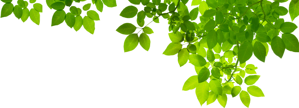 Download PNG image - Organic Green Leafs PNG Transparent Image 