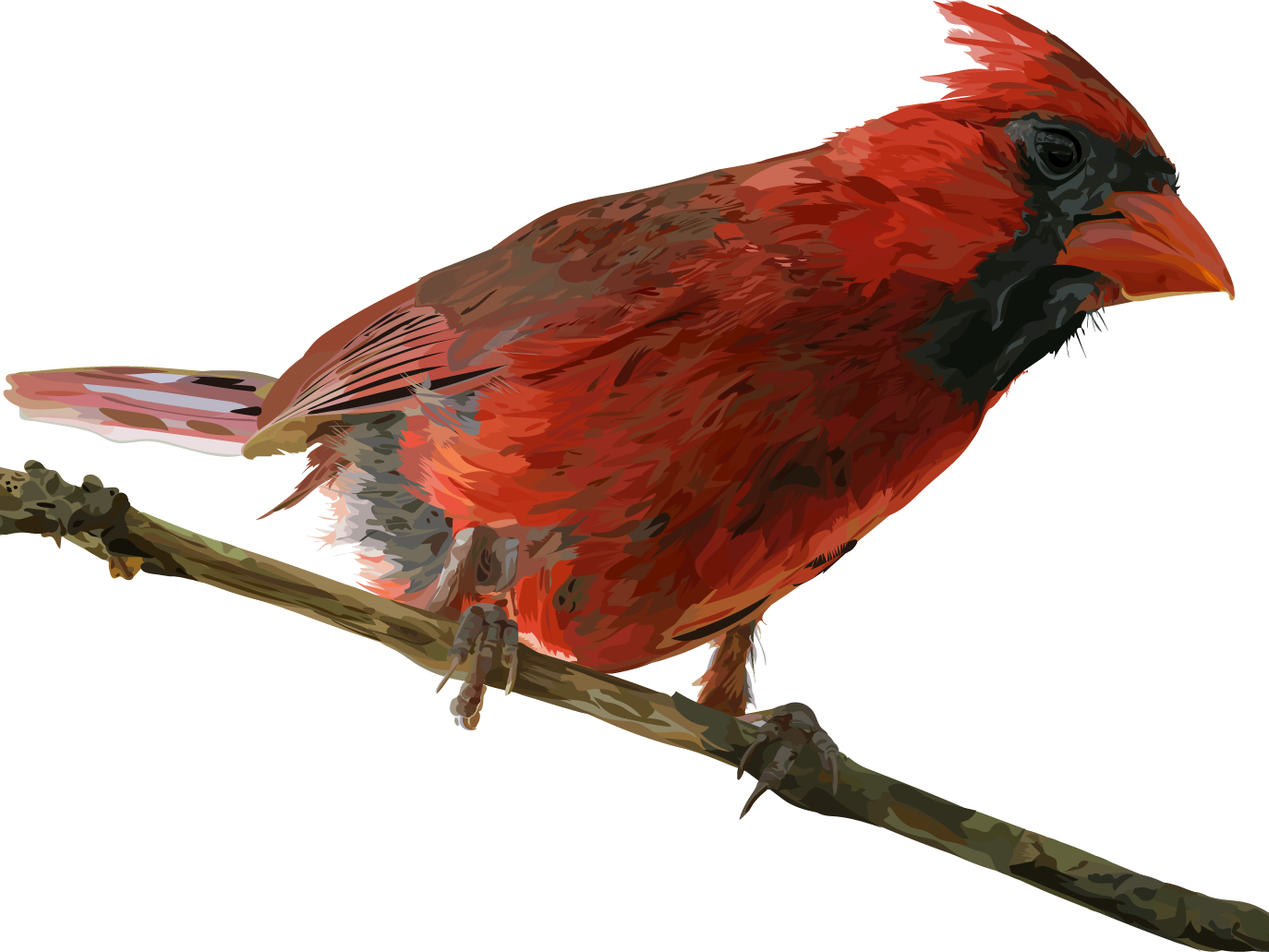 Download PNG image - Pied Northern Cardinal PNG 